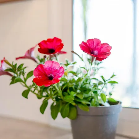 Кемпинг Royal *